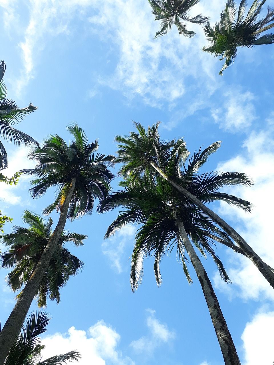 découvrez l'île maurice, un paradis tropical alliant plages de sable blanc, eaux turquoise et richesses culturelles uniques pour des vacances inoubliables.