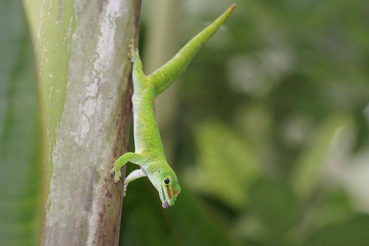 découvrez madagascar initiatives, une plateforme dédiée à promouvoir le développement durable et les projets innovants à madagascar pour un avenir meilleur.