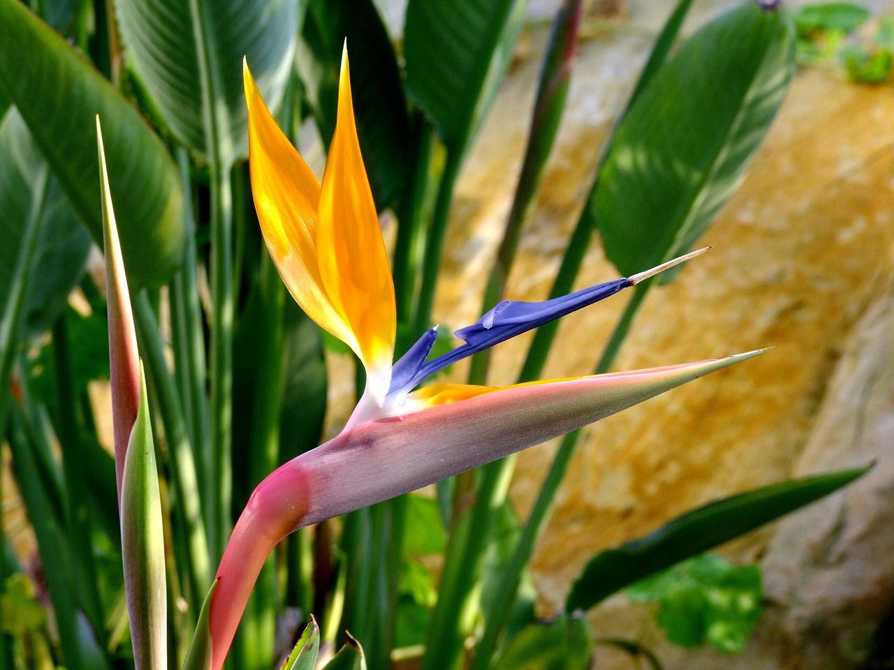 découvrez notre serre exotique, idéale pour cultiver des plantes rares et tropicales toute l'année dans un environnement contrôlé et élégant.