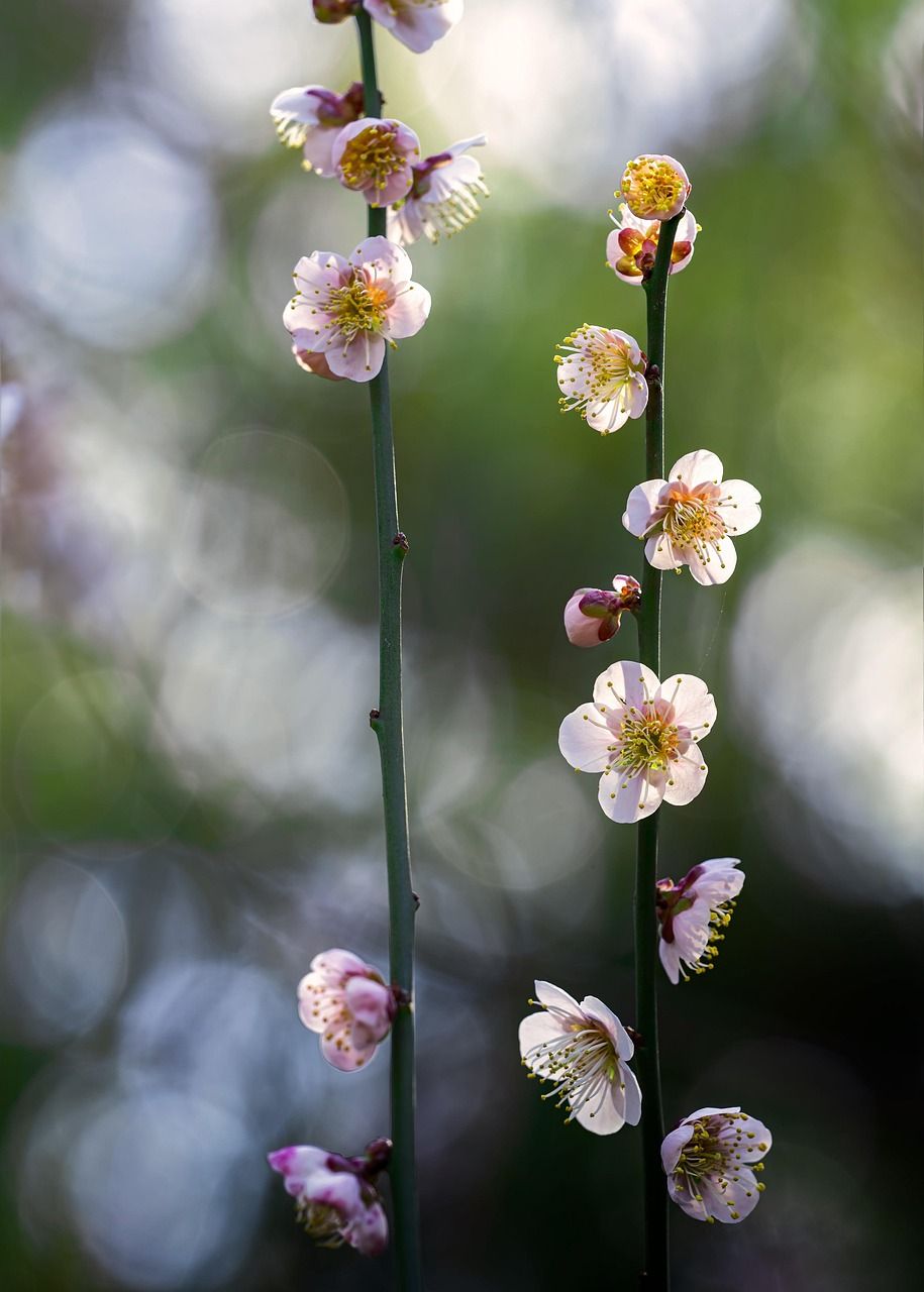 découvrez l'authenticité du japon à travers ses traditions uniques, sa cuisine délicieuse et ses paysages époustouflants. plongez dans la culture japonaise et explorez ses lieux emblématiques, des temples anciens aux quartiers modernes.