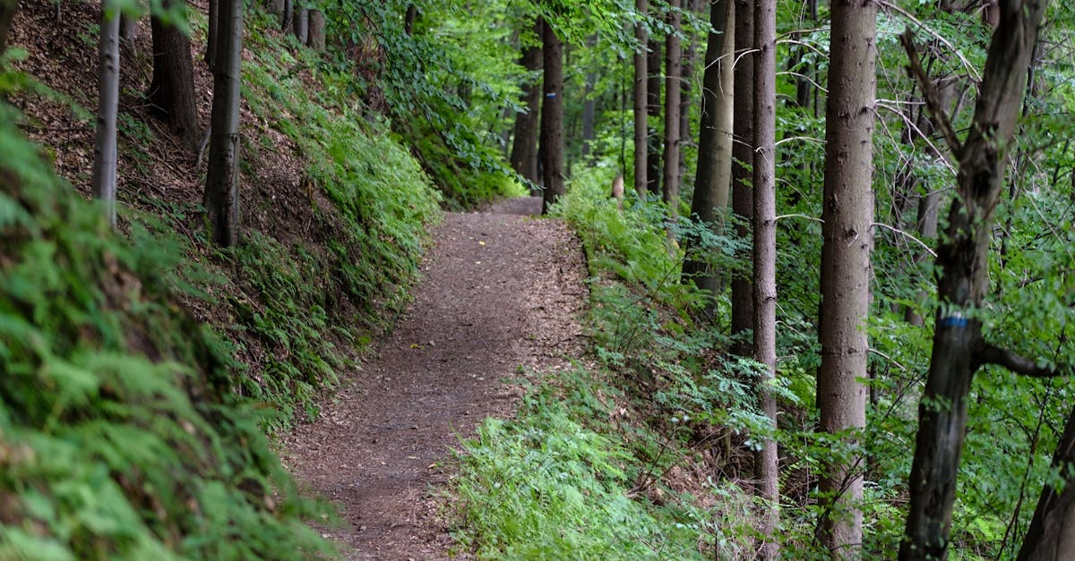 découvrez les meilleures randonnées pour explorer la nature, améliorer votre condition physique et profiter de paysages époustouflants. que vous soyez débutant ou expert, trouvez des sentiers adaptés à vos envies et vivez des aventures inoubliables en plein air.