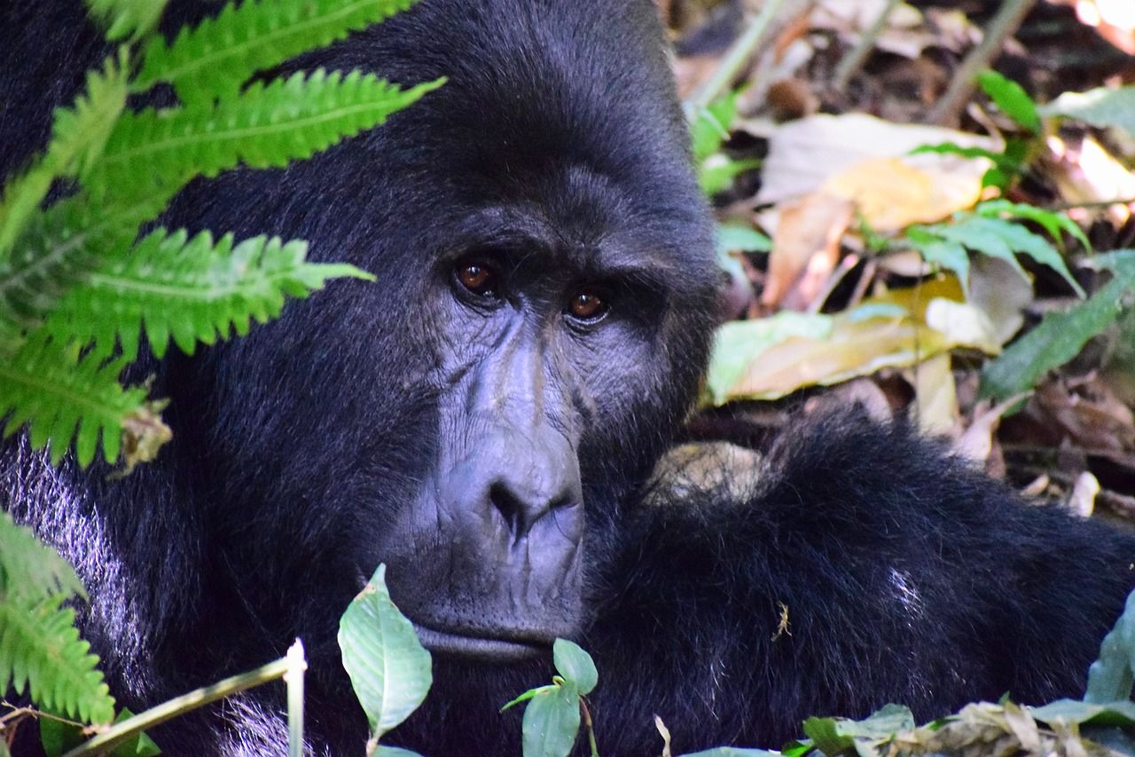 découvrez le guide de voyage complet de l'ouganda : conseils pratiques, sites incontournables, culture locale et astuces pour un séjour inoubliable en afrique de l'est.