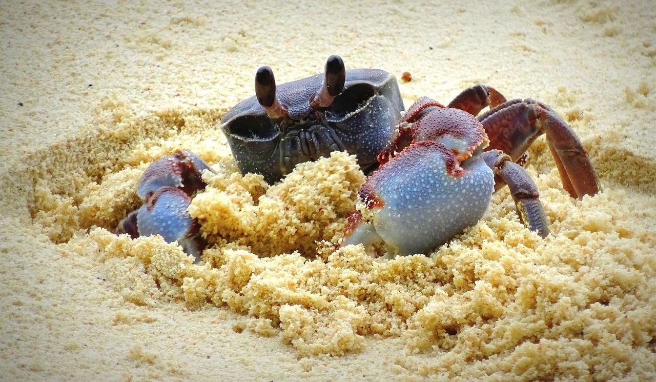 découvrez les seychelles, un paradis tropical aux plages de sable blanc et aux eaux turquoise. explorez ses îles magnifiques, sa faune unique et sa culture vibrante pour des vacances inoubliables au cœur de l'océan indien.