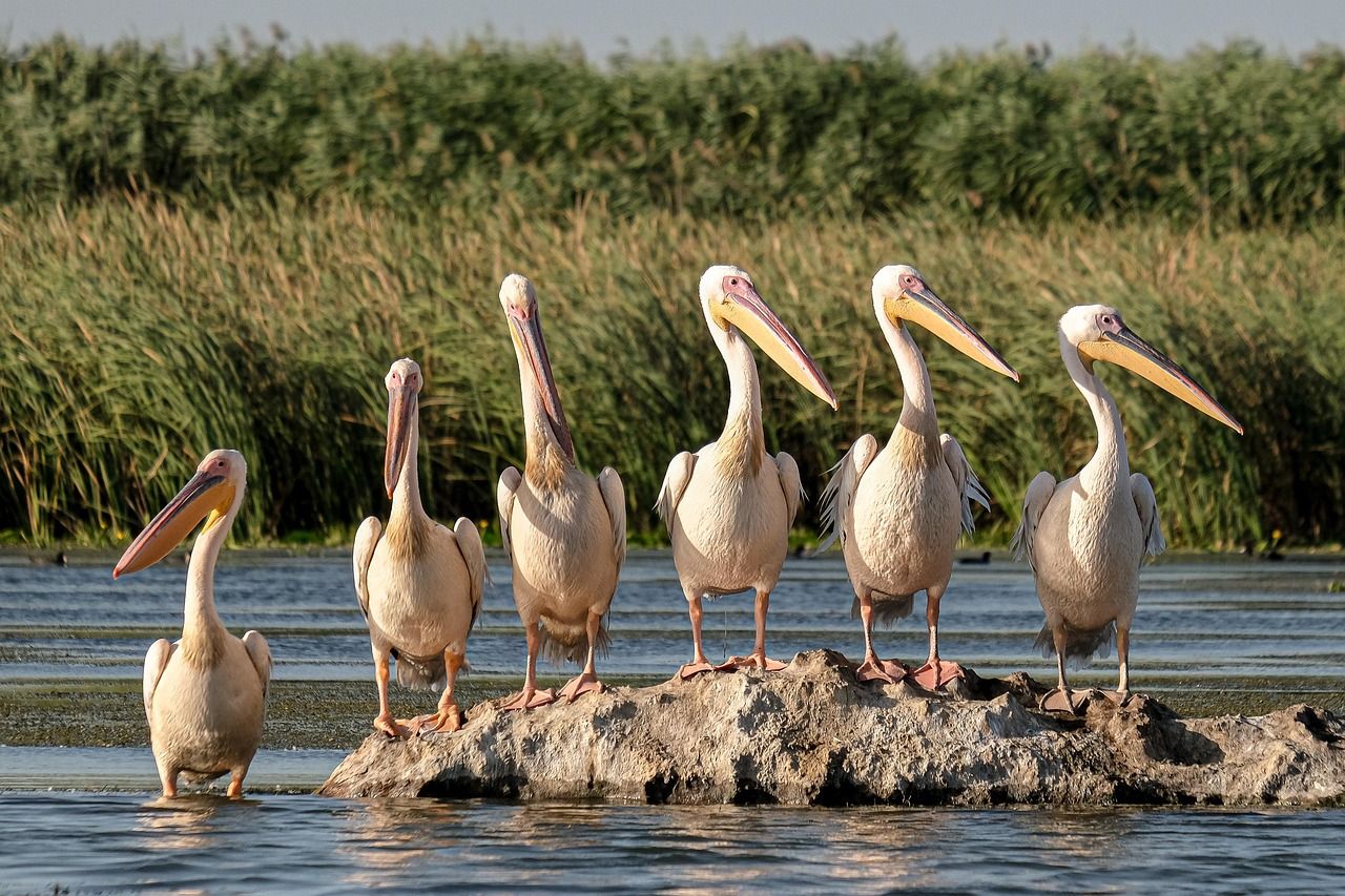 découvrez l'écotourisme, une approche responsable du voyage qui préserve la nature et soutient les communautés locales. explorez des destinations écologiques tout en minimisant votre impact sur l'environnement.