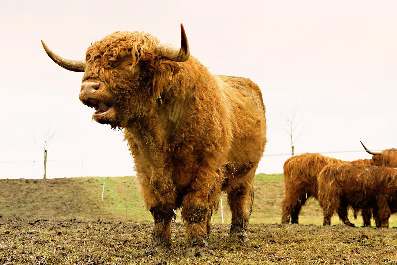 découvrez les magnifiques highlands écossais, leurs paysages à couper le souffle, leur riche histoire et leur culture unique. parfait pour les amateurs de nature et d'aventure.