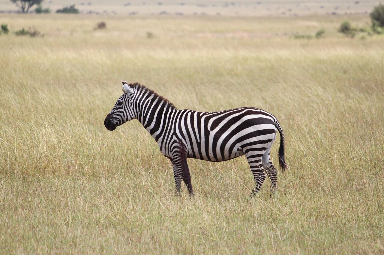 guide de voyage en tanzanie : découvrez les meilleures destinations, conseils pratiques, safaris inoubliables et cultures fascinantes pour préparer votre aventure africaine.