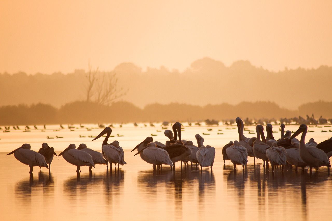découvrez l'écotourisme : des voyages responsables qui préservent la nature et valorisent les communautés locales pour une expérience authentique et durable.