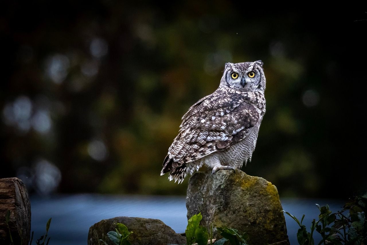 découvrez la beauté de la nature, sa biodiversité fascinante et ses paysages époustouflants. explorez des conseils, informations et inspirations pour mieux comprendre et préserver notre environnement naturel.