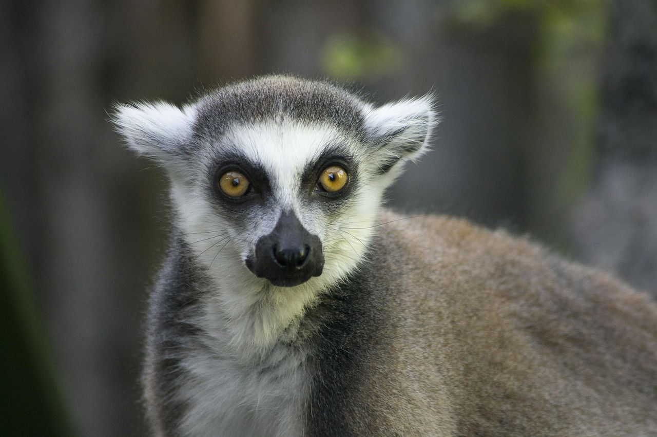 découvrez madagascar, une île exotique de l’océan indien réputée pour sa biodiversité unique, ses plages paradisiaques, et ses paysages à couper le souffle. préparez votre voyage au cœur d’une culture authentique et d’aventures inoubliables.