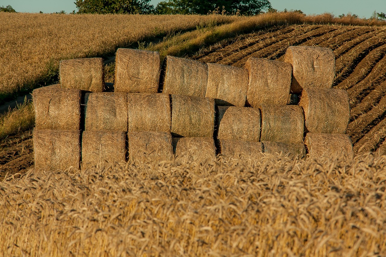 découvrez l'agritourisme : une expérience authentique alliant nature, agriculture et découverte locale pour des vacances conviviales et enrichissantes à la ferme.