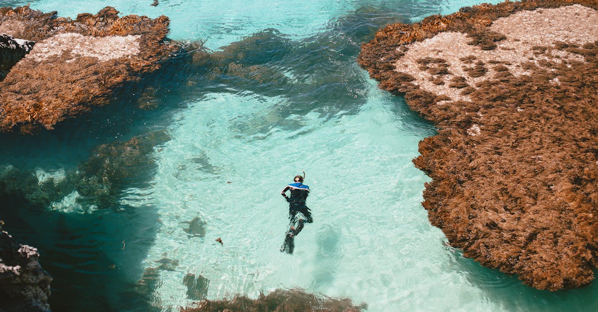 découvrez le marine écotourisme, une aventure unique qui allie préservation de la biodiversité marine et expériences immersives en pleine nature. explorez des destinations écologiques tout en contribuant à la conservation des écosystèmes marins.