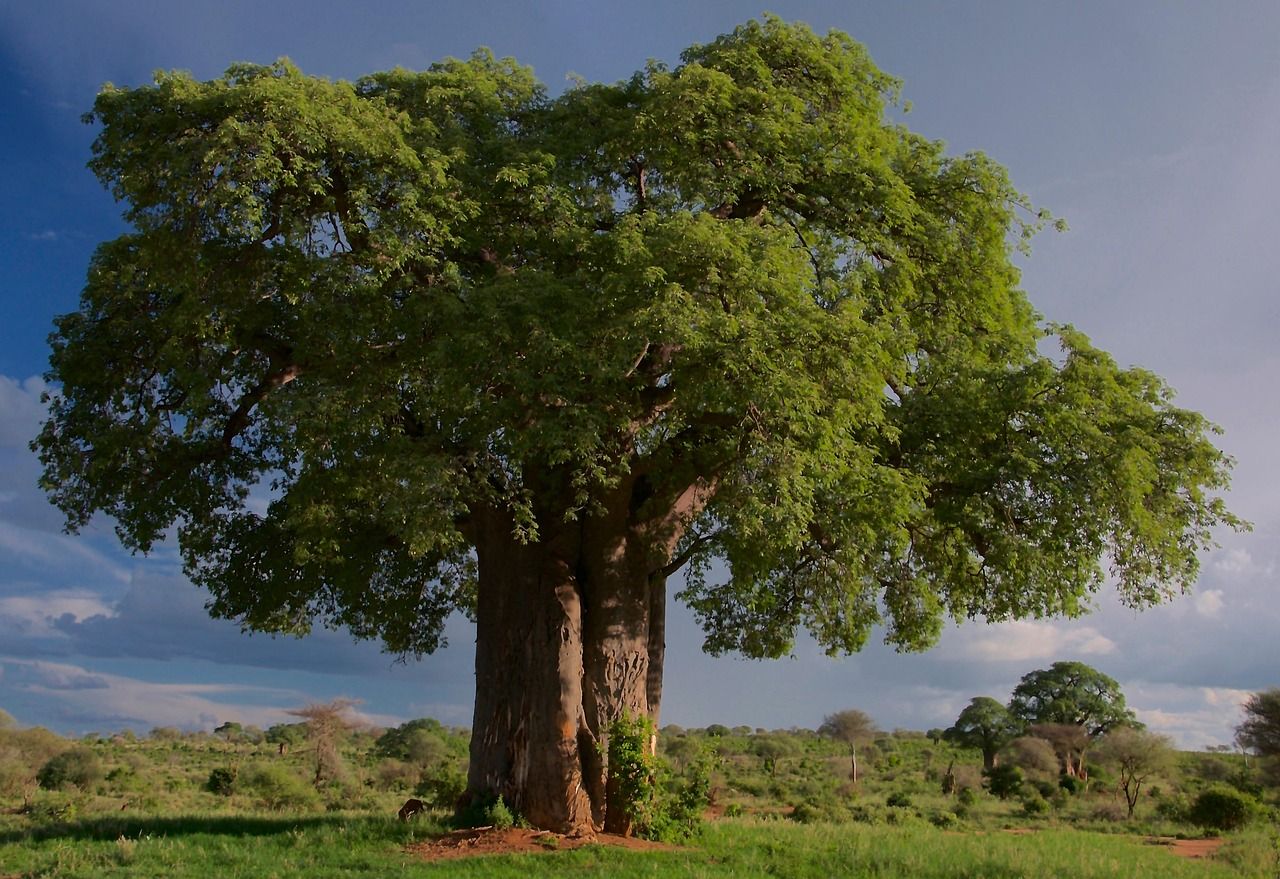 découvrez la tanzanie, un pays d'afrique de l'est réputé pour ses paysages époustouflants, ses parcs nationaux renommés comme le serengeti, et le majestueux mont kilimandjaro. plongez dans une aventure inoubliable entre safari, culture et nature sauvage.