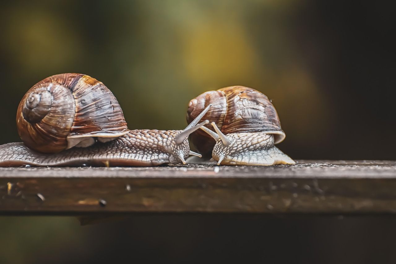 découvrez le slow travel, un mode de voyage qui privilégie la lenteur, l'immersion culturelle et la découverte authentique pour vivre des expériences enrichissantes et durables.