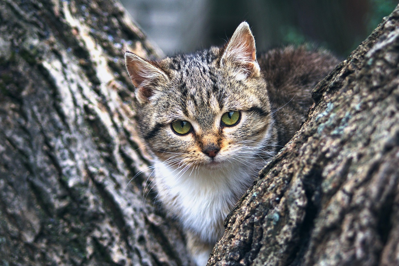 Voyager avec son animal de compagnie : cinq astuces pour des vacances sereines