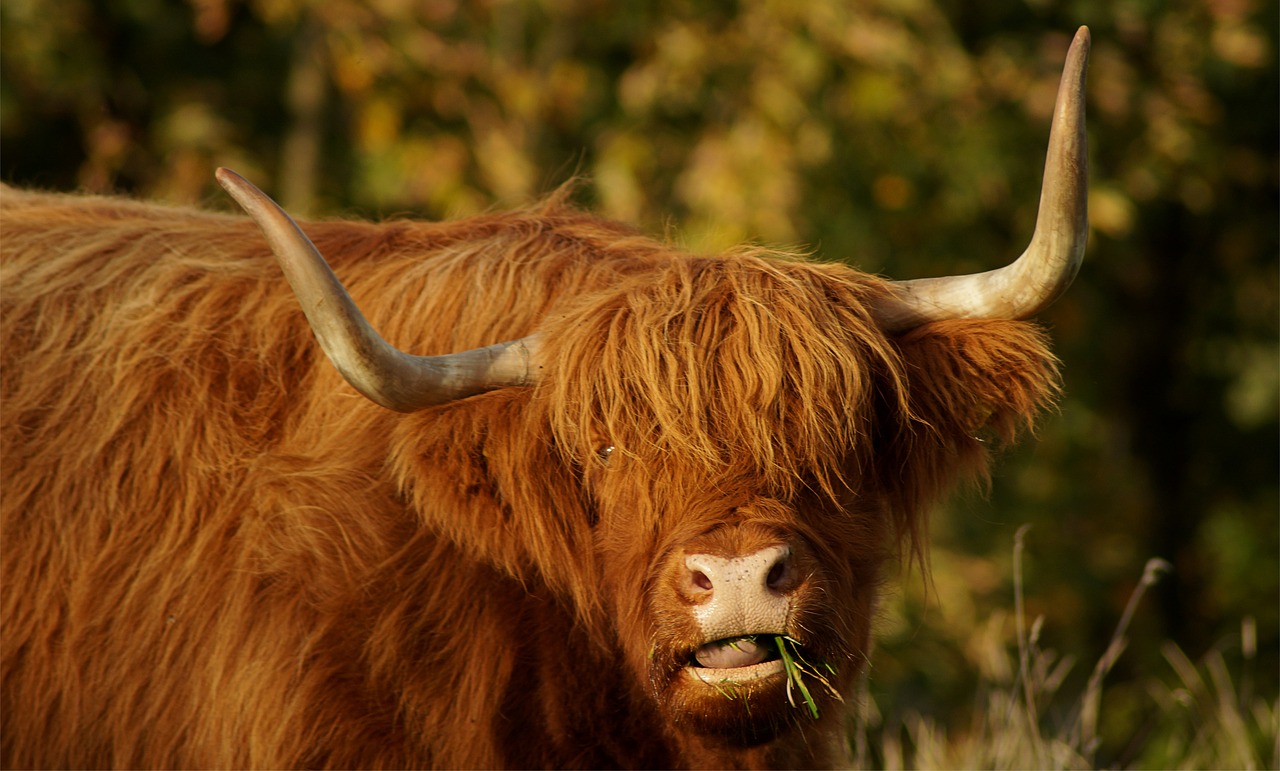 Les Highlands d’Écosse : un refuge enchanteur pour les passionnés de randonnée