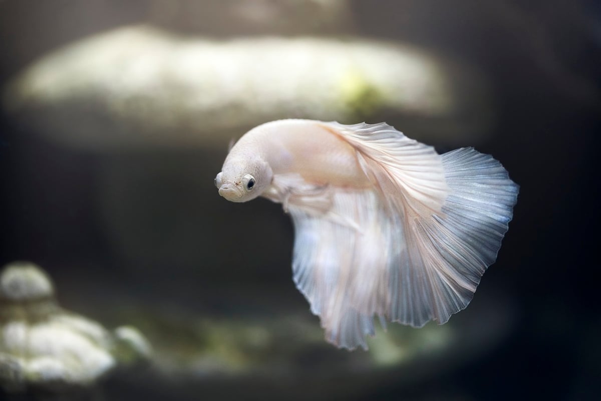 Un festival inaugural dédié à la saumure de poisson de Phu Quôc