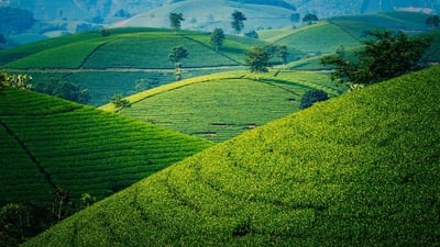 Pourquoi le Vietnam est-il la destination rêvée pour les voyageurs en solo ?