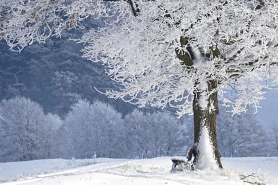 Explorer l’Hiver au Japon : Votre Guide Complet pour Découvrir les Merveilles de la Saison