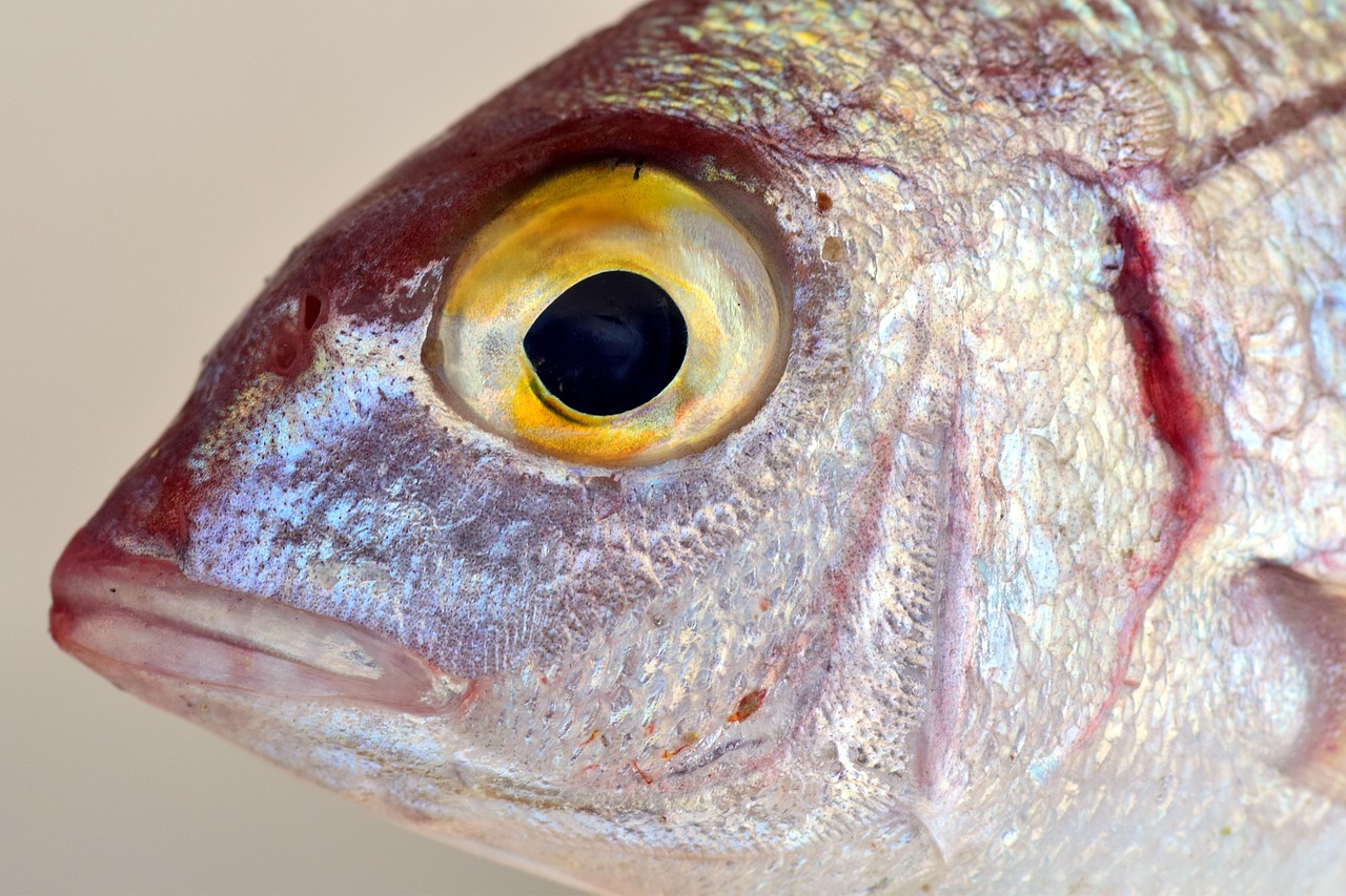 À Gruissan, du saut marin à l’assiette : le poisson fraîchement pêché à l’honneur