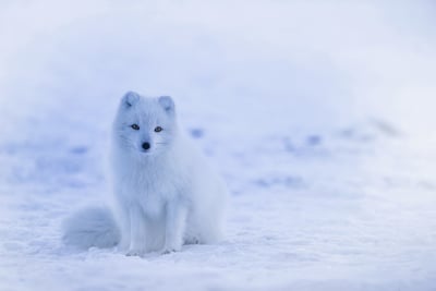 Dans le Lot, un couple raconte leurs incroyables mésaventures avec un renard chapardeur… et une chaussure de campeur !