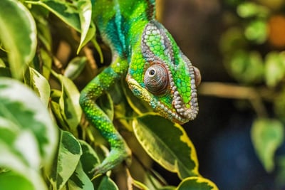 Madagascar : Initiatives et engagements du Ministère de l’Europe et des Affaires étrangères