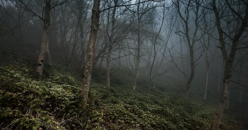 Forêt Noire Allemagne : le guide ultime pour un voyage inoubliable