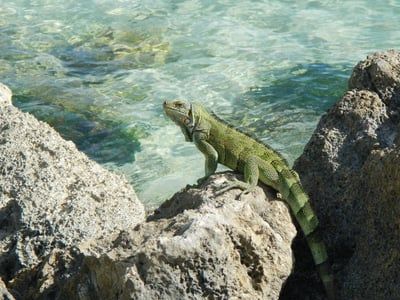 À la découverte des trésors de l’archipel guadeloupéen : une promotion du tourisme canadien