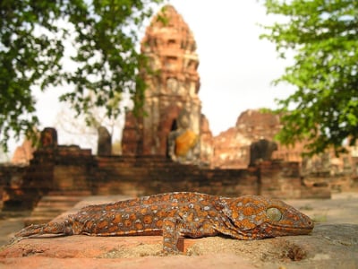 Tensions entre Thaïlande et Cambodge : quelles précautions pour les voyageurs français ?