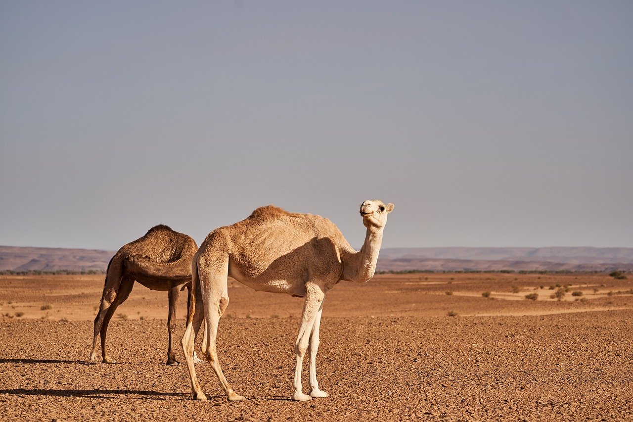 De l’Algérie au Japon : Les destinations incontournables à explorer en 2026 selon CNN Travel