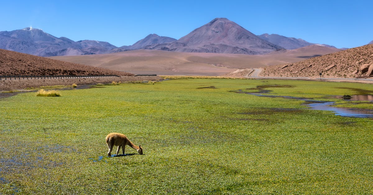 découvrez l'écotourisme responsable : une manière durable de voyager qui préserve l'environnement et soutient les communautés locales. explorez des destinations authentiques tout en minimisant votre impact écologique.