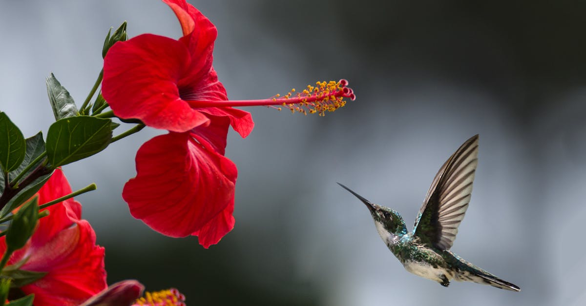 découvrez la beauté et la diversité de la nature à travers des paysages époustouflants, des écosystèmes riches et des espèces fascinantes. plongez au cœur de la faune et la flore, et explorez les merveilles que notre planète a à offrir.