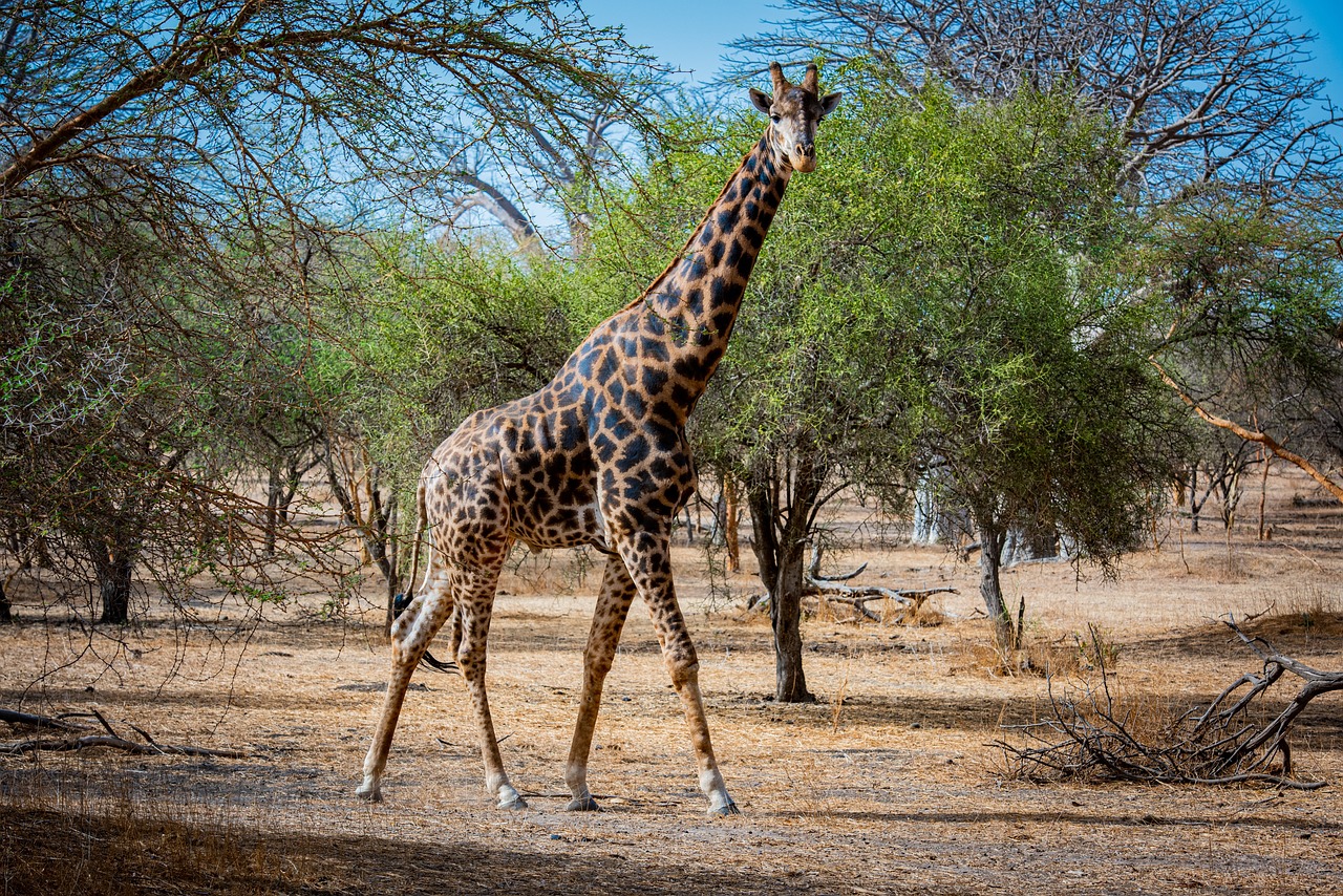 découvrez le sénégal, un pays riche en culture, en histoire et en paysages époustouflants. explorez ses villes vibrantes, ses plages magnifiques et sa gastronomie savoureuse. plongez dans l'hospitalité de son peuple et vivez une expérience unique au cœur de l'afrique de l'ouest.