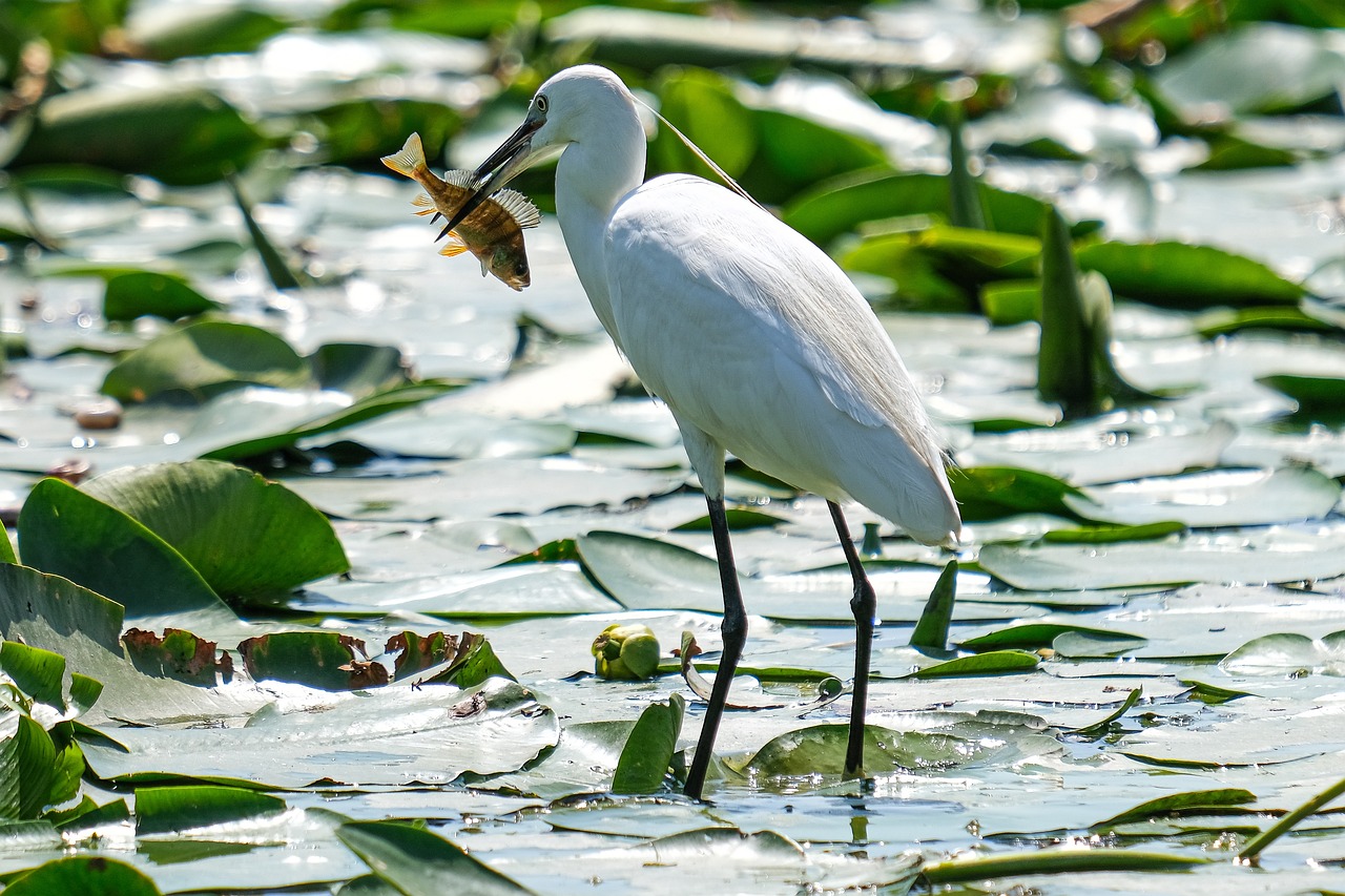 découvrez le monde captivant de l'écotourisme, où la nature s'épanouit en harmonie avec le respect de l'environnement. explorez des destinations uniques tout en soutenant des pratiques durables et en préservant les écosystèmes. partez à l'aventure tout en protégeant notre planète.