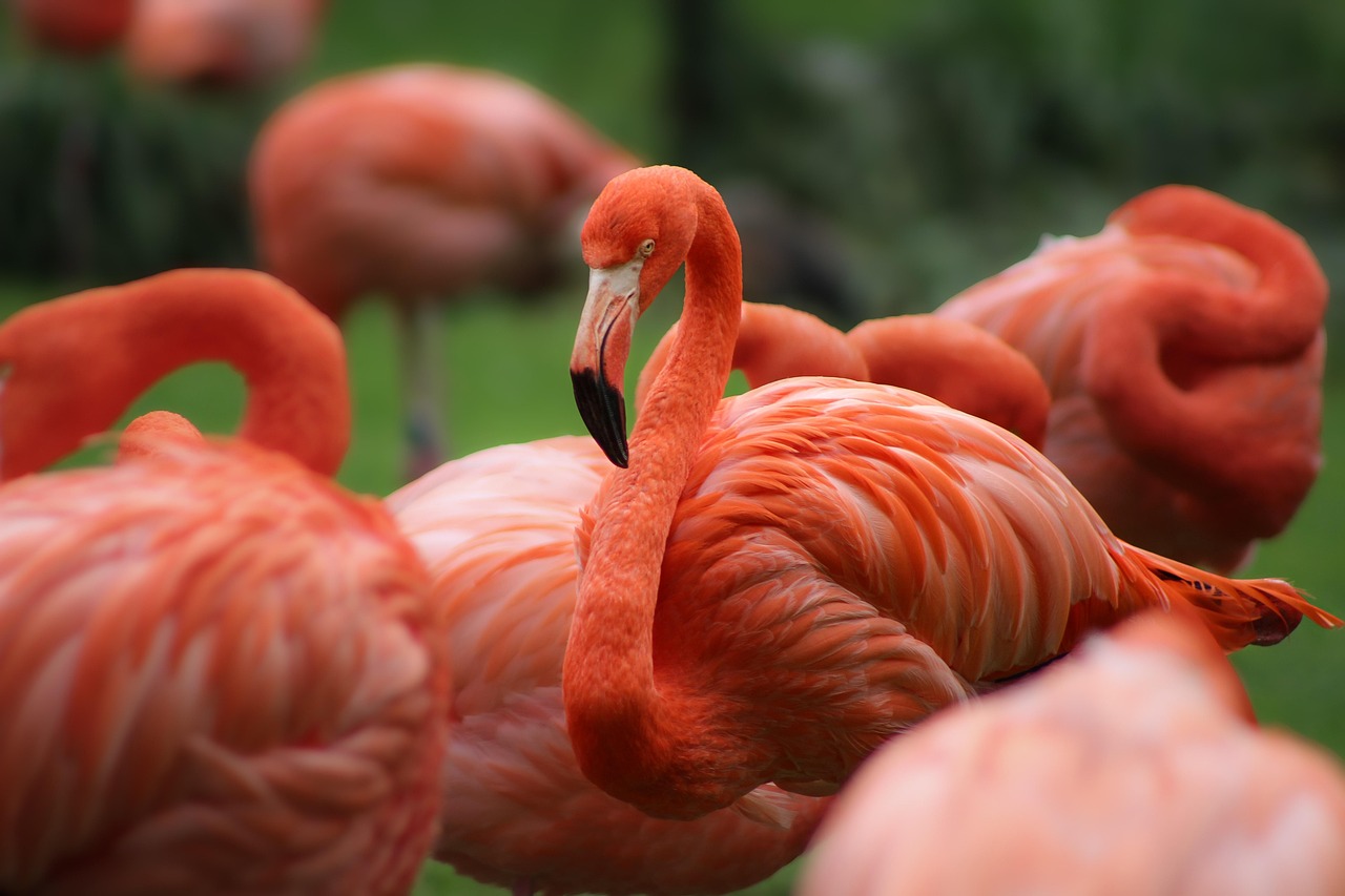 découvrez l'excitation de l'observation de la faune et plongez dans la beauté naturelle des animaux dans leur habitat. rejoignez-nous pour des aventures inoubliables au cœur de la nature.