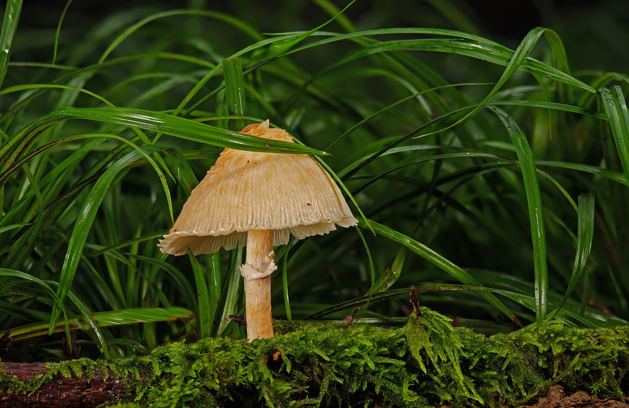 découvrez l'univers fascinant du tourisme mycologique, une aventure unique qui vous plonge au cœur de la nature à la recherche des champignons. explorez les forêts, apprenez les secrets de la cueillette et savourez des délices culinaires à base de champignons tout en partageant des moments inoubliables avec d'autres passionnés.