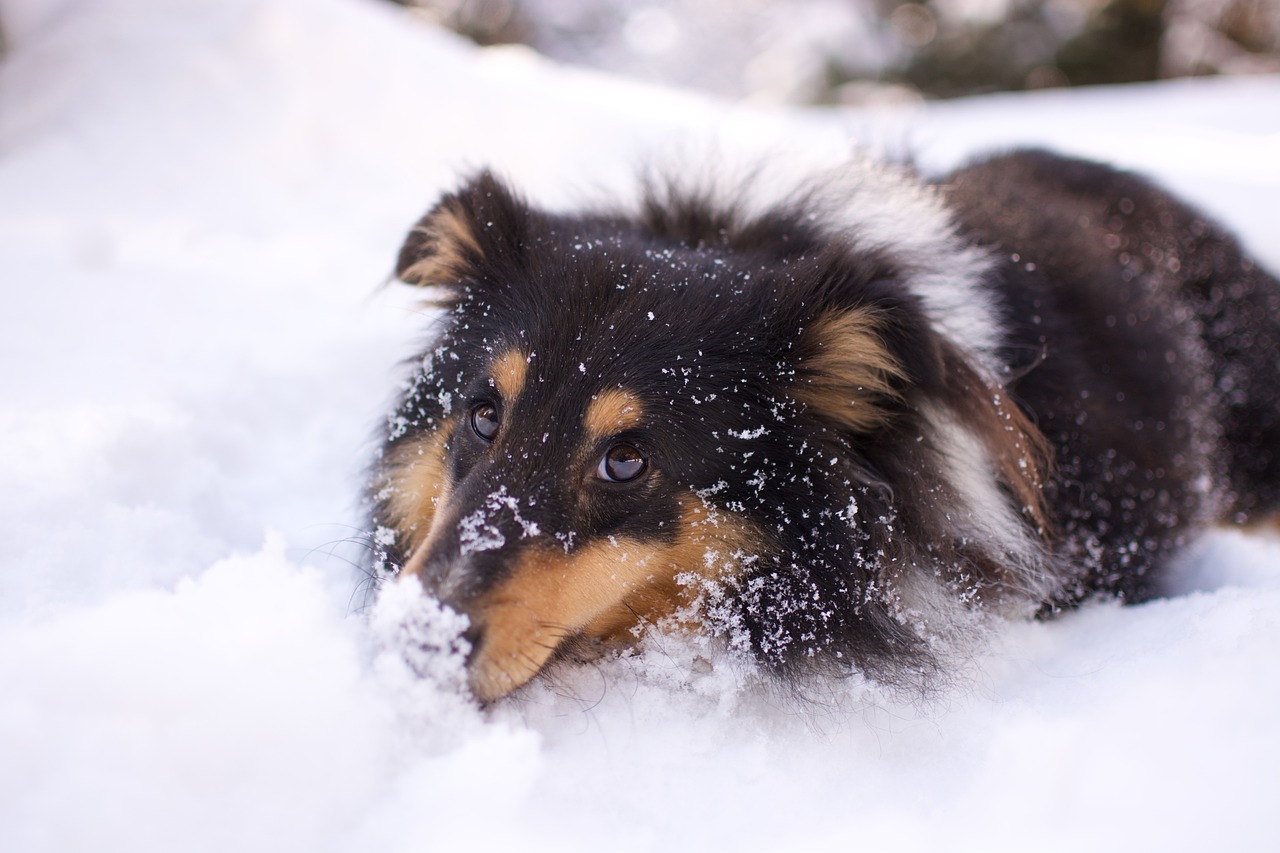 découvrez des balades inoubliables pour votre chien, offrant des conseils, des itinéraires et des astuces pour profiter au maximum de vos sorties avec votre compagnon à quatre pattes.