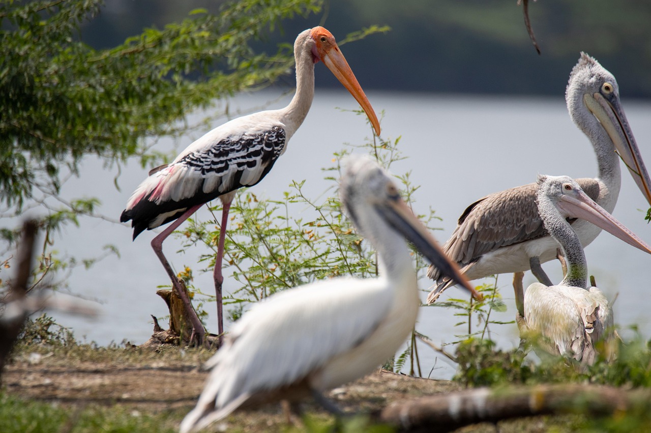 Buot : un havre de paix niché au cœur de la nature