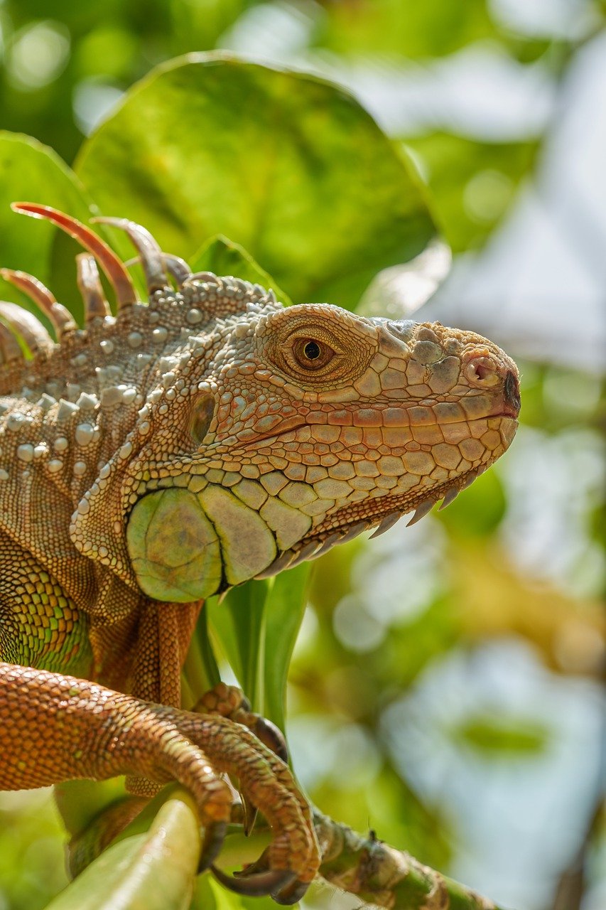 découvrez la beauté et la diversité de la faune dans notre exploration captivante de la vie sauvage. plongez dans des habitats fascinants et apprenez-en plus sur les espèces menacées, les écosystèmes uniques et les efforts de conservation pour protéger notre planète.