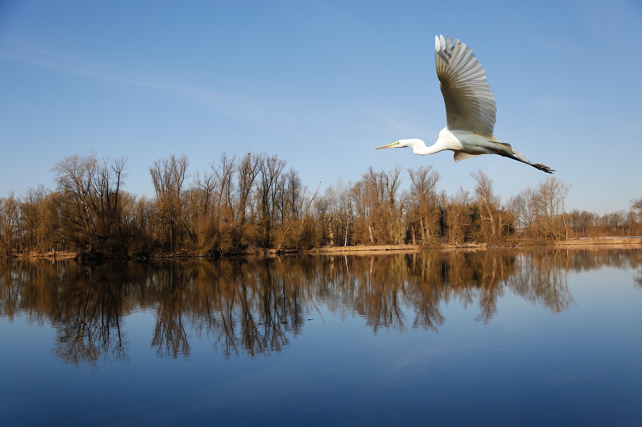 découvrez 'sanctuary', un univers captivant où la tranquillité rencontre la protection. plongez dans une expérience immersive et explorez des sanctuaires uniques dédiés à la conservation de la nature et au bien-être. rejoignez-nous pour un voyage enrichissant vers la sérénité et l'harmonie.