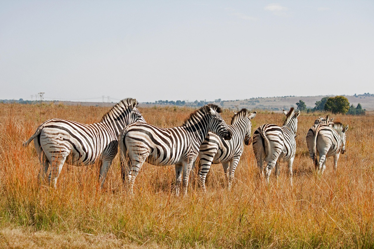 découvrez la richesse et la beauté de la faune sauvage à travers des articles fascinants, des photos époustouflantes et des informations sur la conservation des espèces. explorez les habitats naturels et apprenez comment protéger notre biodiversité.