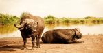 découvrez l'importance de la biodiversité pour notre planète, son rôle essentiel dans les écosystèmes, et les actions nécessaires pour la préserver face aux menaces croissantes. explorez la richesse de la faune et de la flore qui soutiennent la vie sur terre.