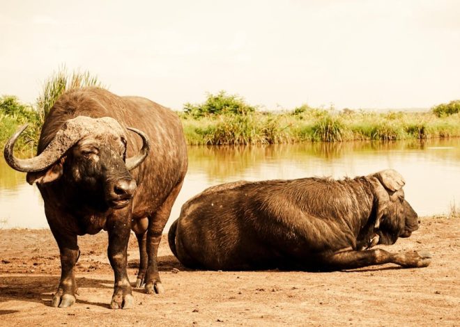 Nature : comprendre l’importance de la biodiversité pour notre planète