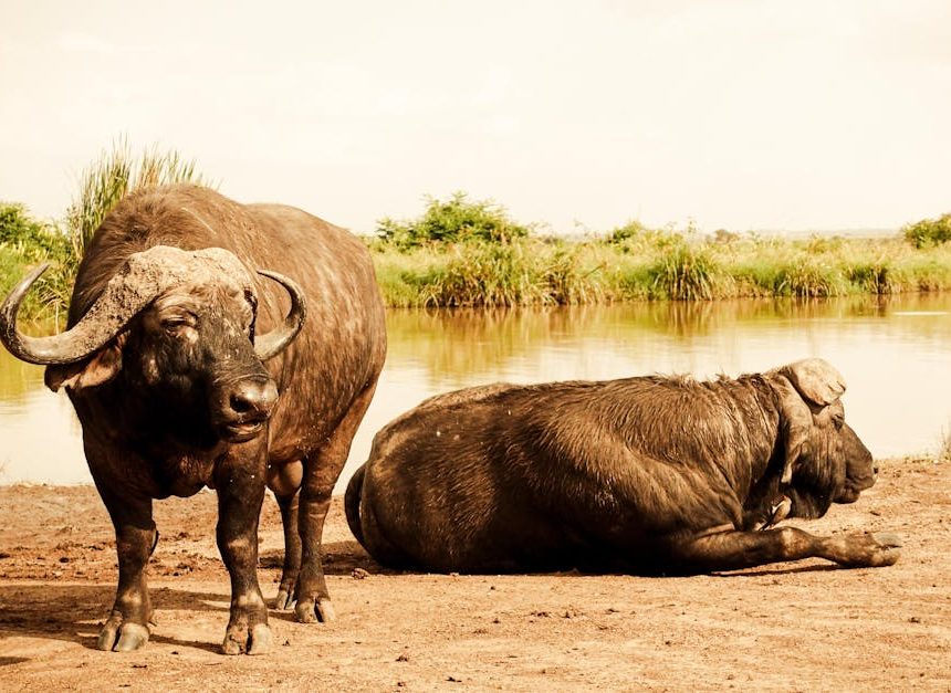 Nature : comprendre l’importance de la biodiversité pour notre planète