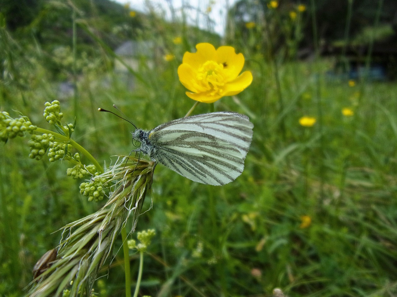 découvrez les cévennes, un parc national français riche en paysages sauvages, randonnées pittoresques et villages authentiques. idéal pour les amateurs de nature et d'histoire, cet endroit enchanteur vous invite à explorer ses montagnes, rivières et traditions locales.