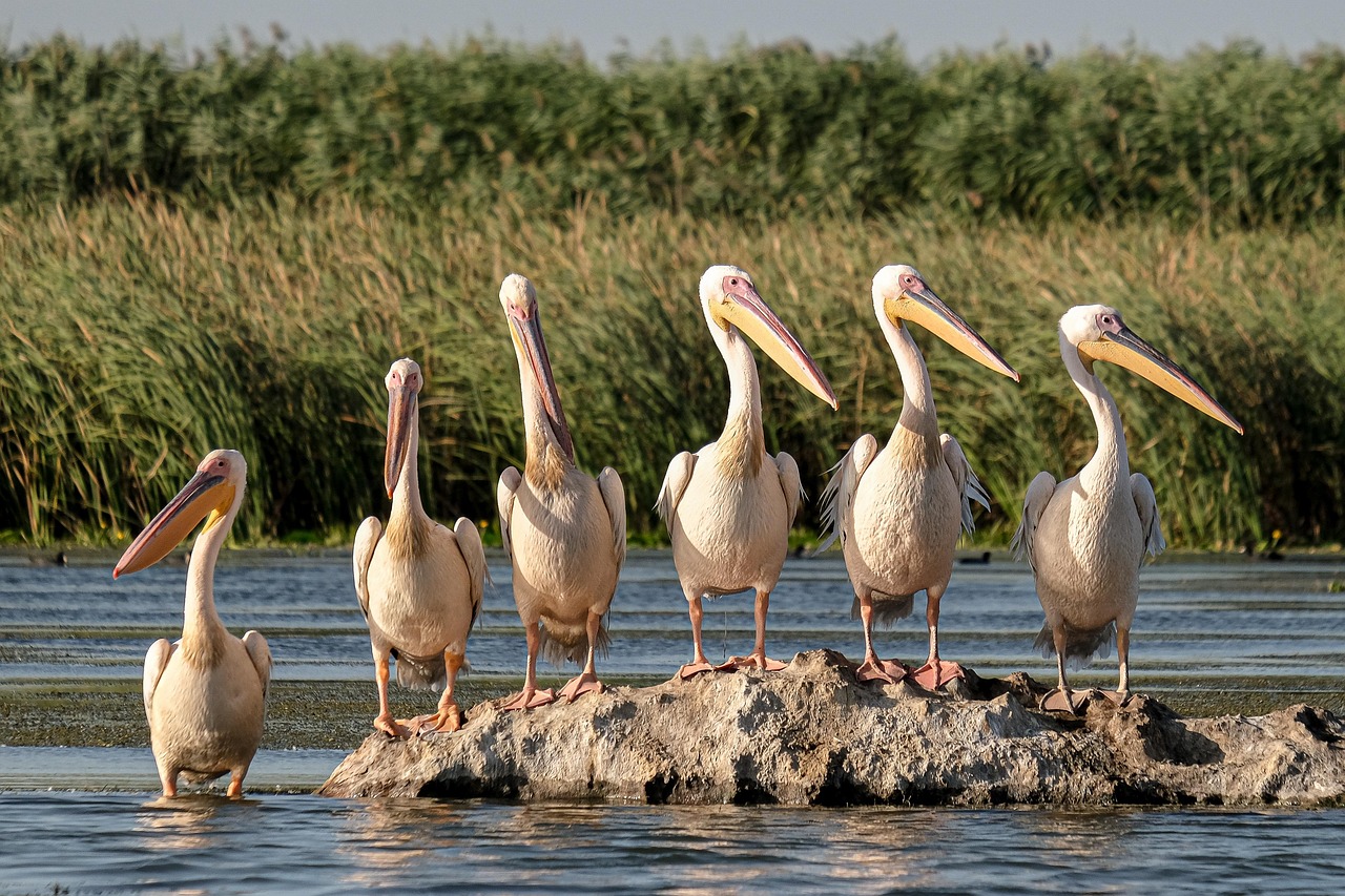 découvrez l'écotourisme, une approche responsable du voyage qui préserve la nature et soutient les communautés locales. explorez des destinations écologiques tout en minimisant votre impact sur l'environnement.