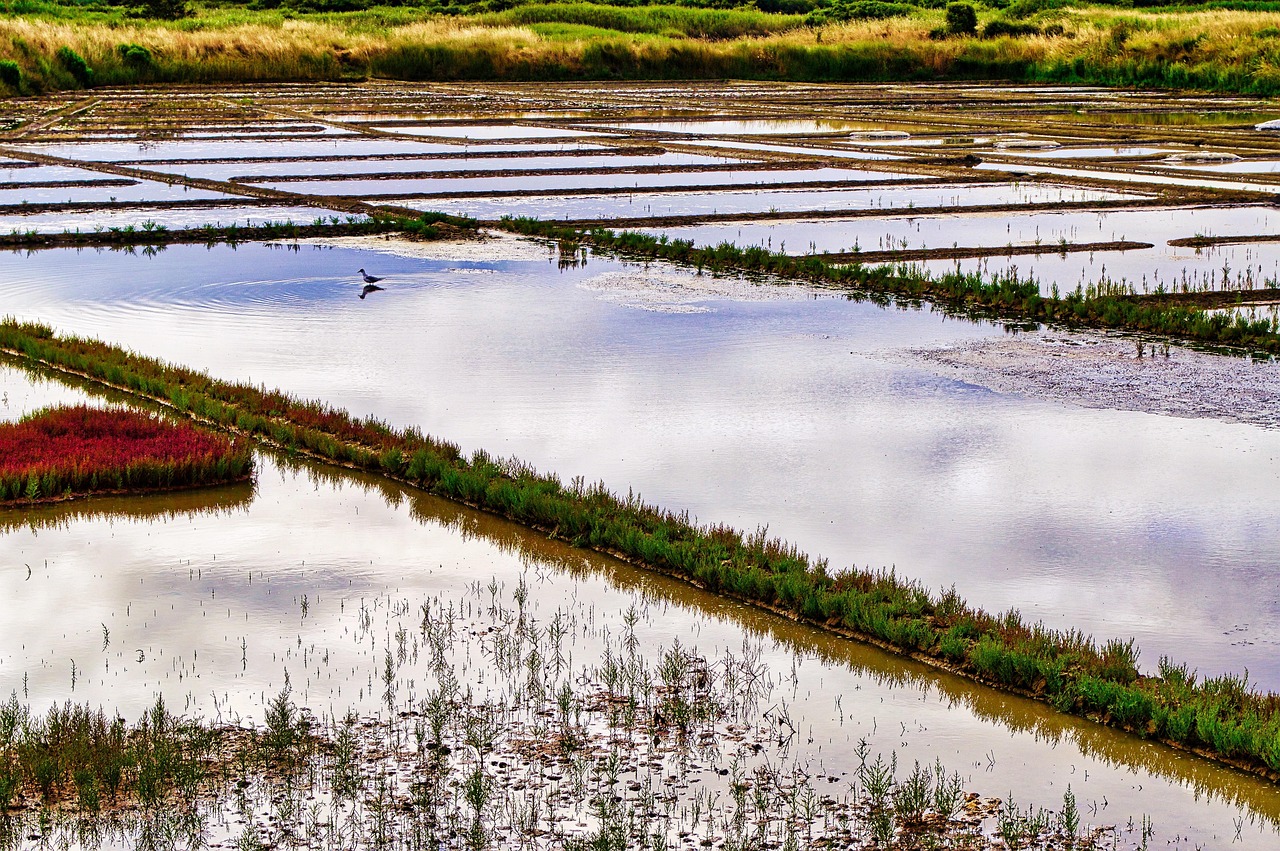 La presqu’île de Guérande séduit toujours : 45 000 visiteurs quotidiens durant le pont du 1er mai