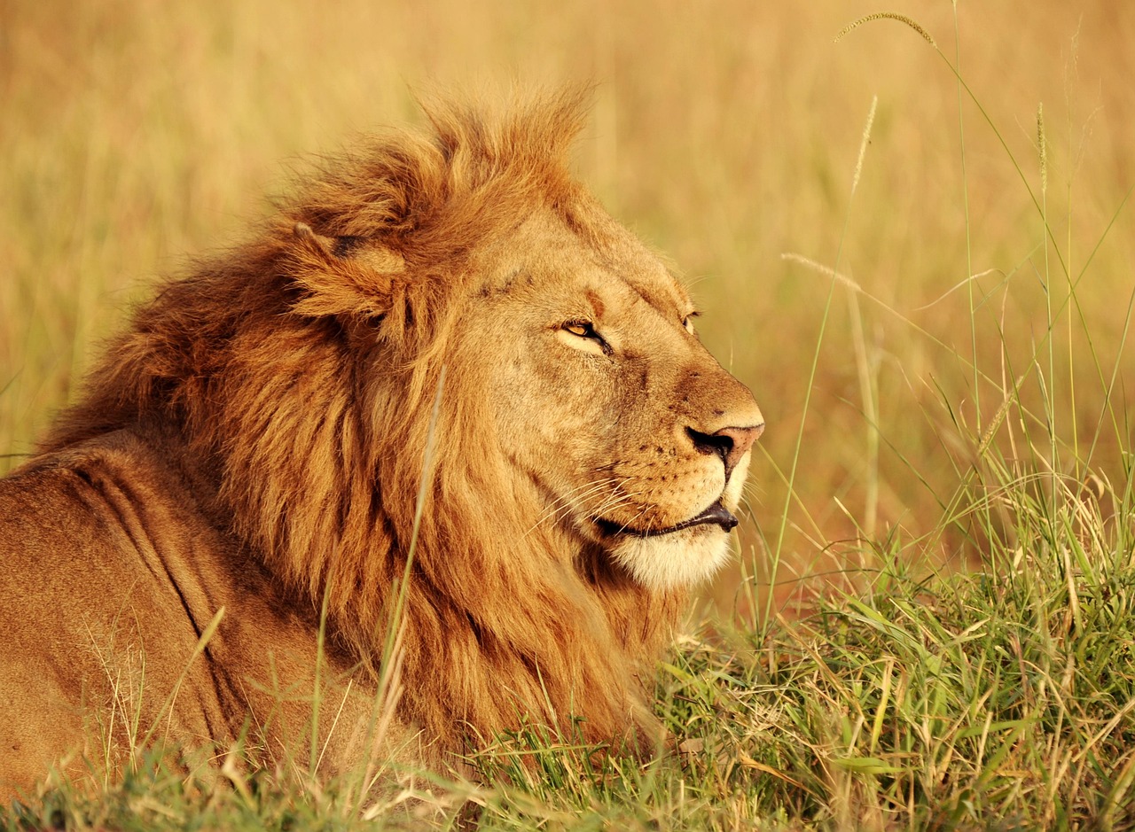découvrez le kenya, un pays riche en biodiversité, de superbes paysages et une culture vibrante. explorez ses parcs nationaux, savourez la cuisine locale et plongez dans la vie sauvage unique lors d'un safari inoubliable.