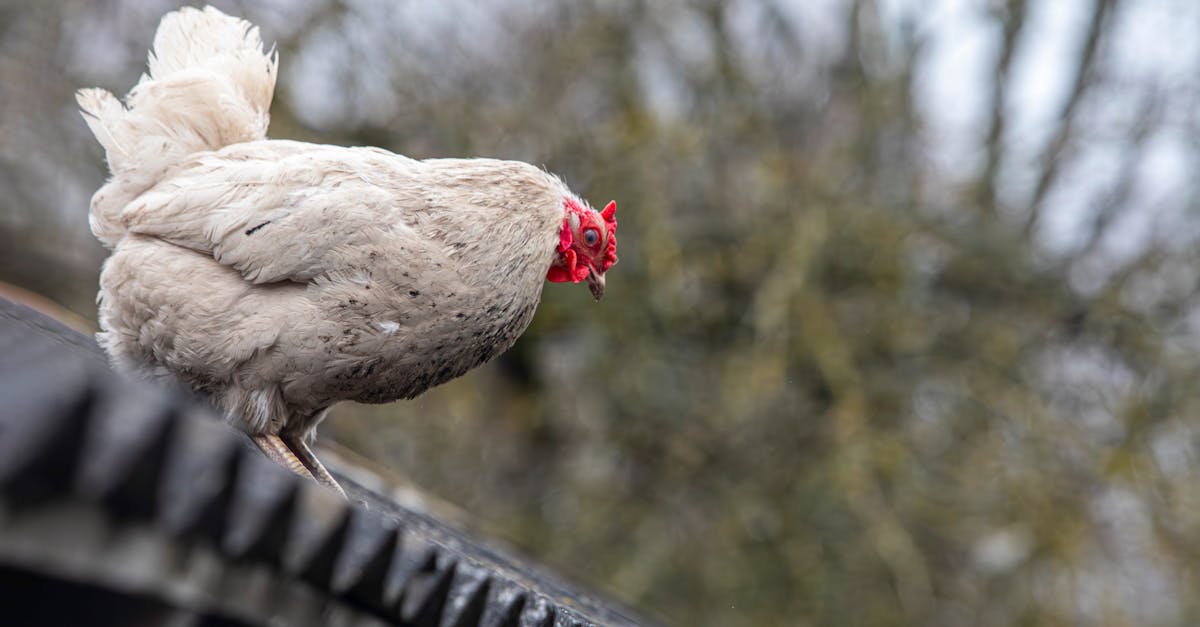 découvrez l'agritourisme : une expérience unique qui vous plonge au cœur de la nature et des traditions agricoles. explorez des fermes, dégustez des produits locaux et participez à des activités authentiques tout en soutenant l'agriculture durable.