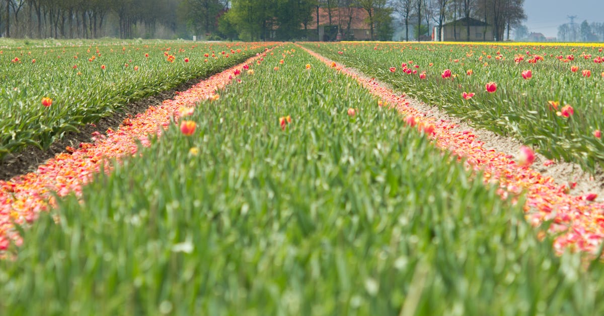 découvrez l'agritourisme : une expérience unique alliant nature, agriculture et découvertes locales. explorez nos fermes, goûtez des produits frais et immersifiez-vous dans le mode de vie rural tout en profitant d'activités culturelles et authentiques.