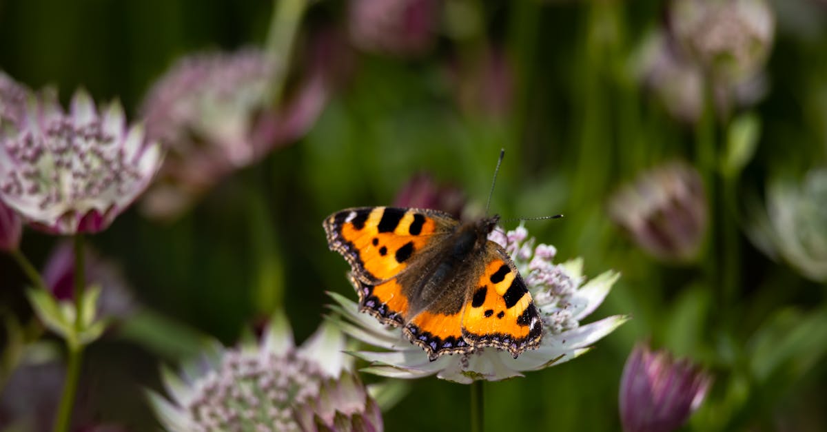 découvrez la richesse et l'importance de la biodiversité sur notre planète. explorez les espèces, les écosystèmes et les enjeux de la conservation pour préserver notre environnement.